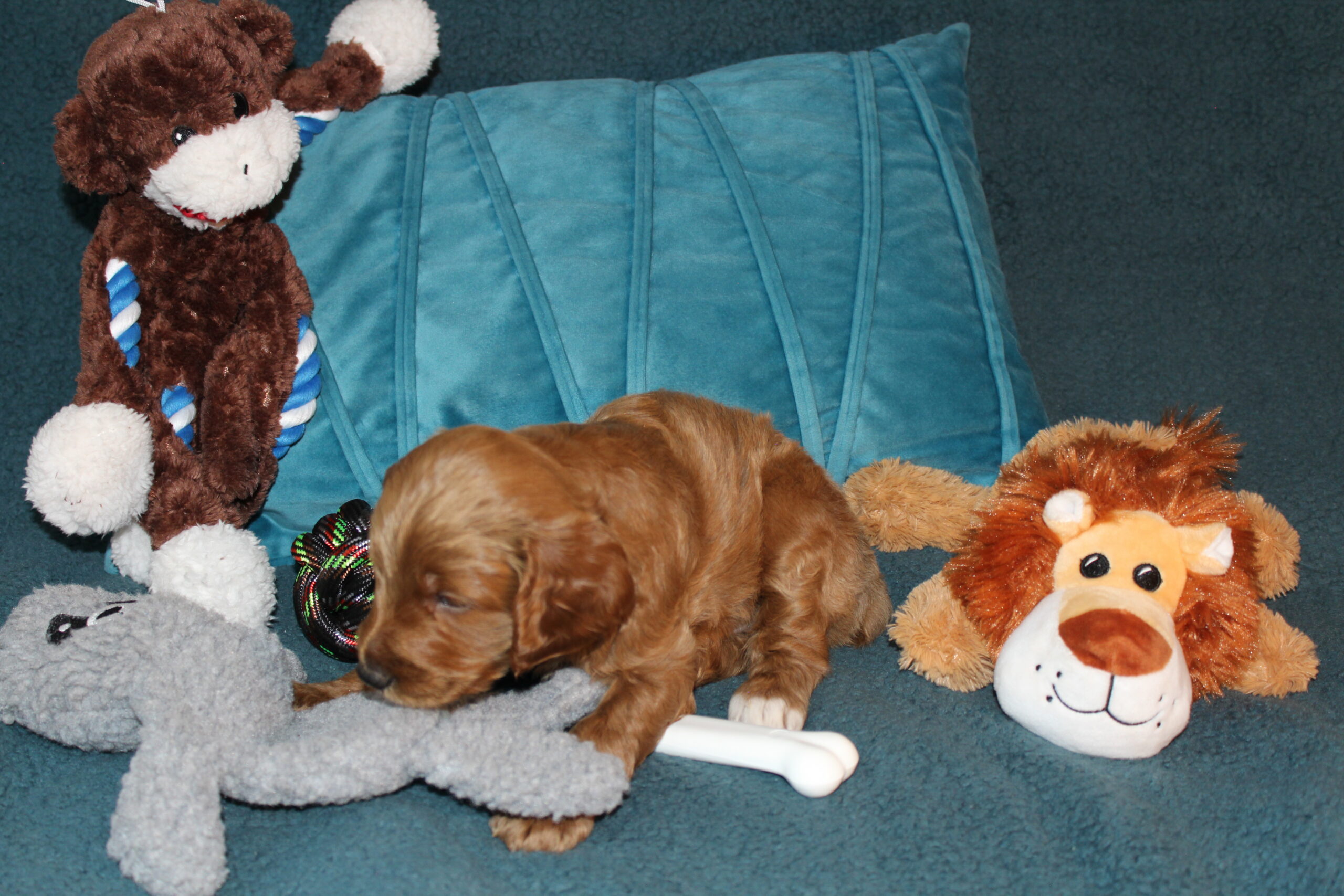 Rare Clumberdoodle Puppies!! 7 to choose from!!πClick on Me!! - Image 68