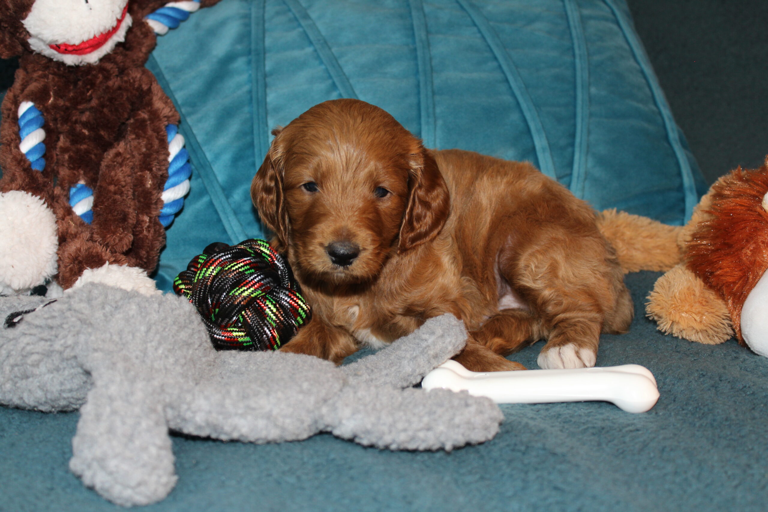 Rare Clumberdoodle Puppies!! 7 to choose from!!πClick on Me!! - Image 67