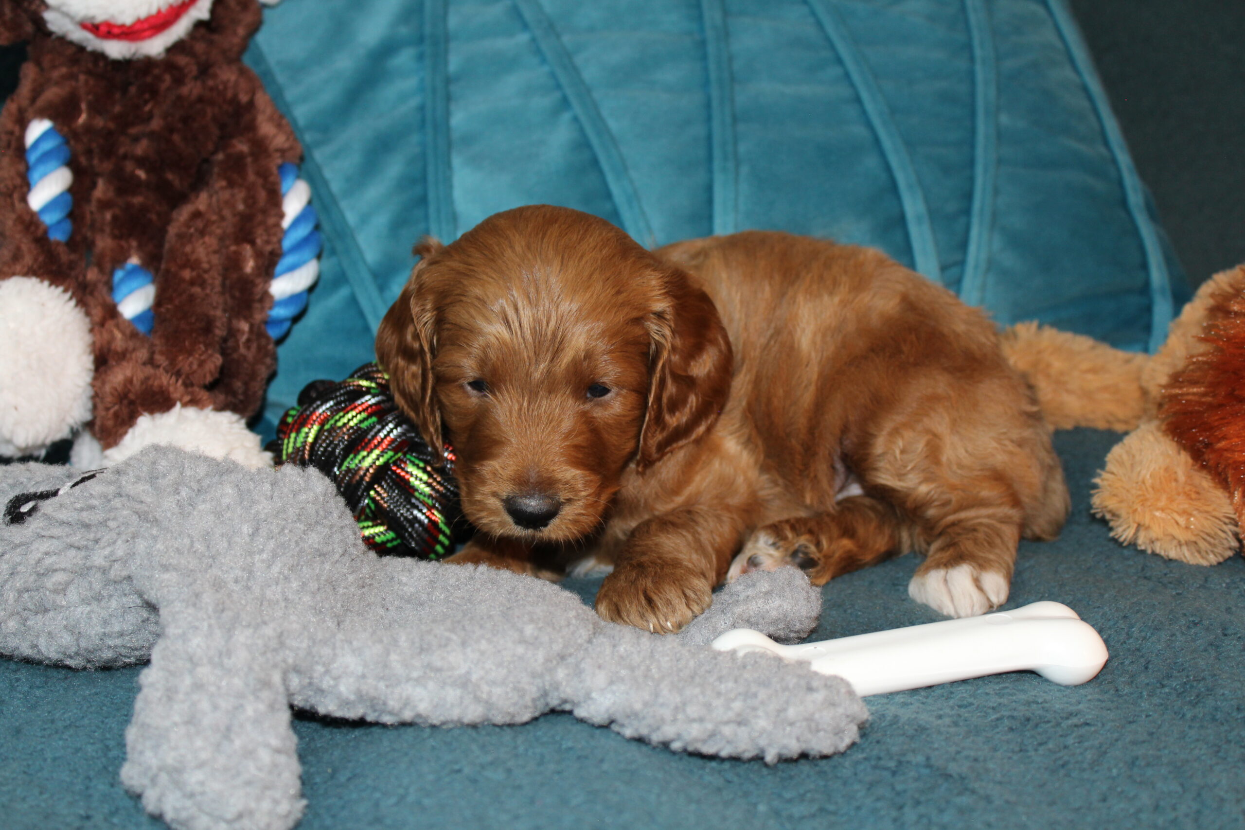 Rare Clumberdoodle Puppies!! 7 to choose from!!πClick on Me!! - Image 66