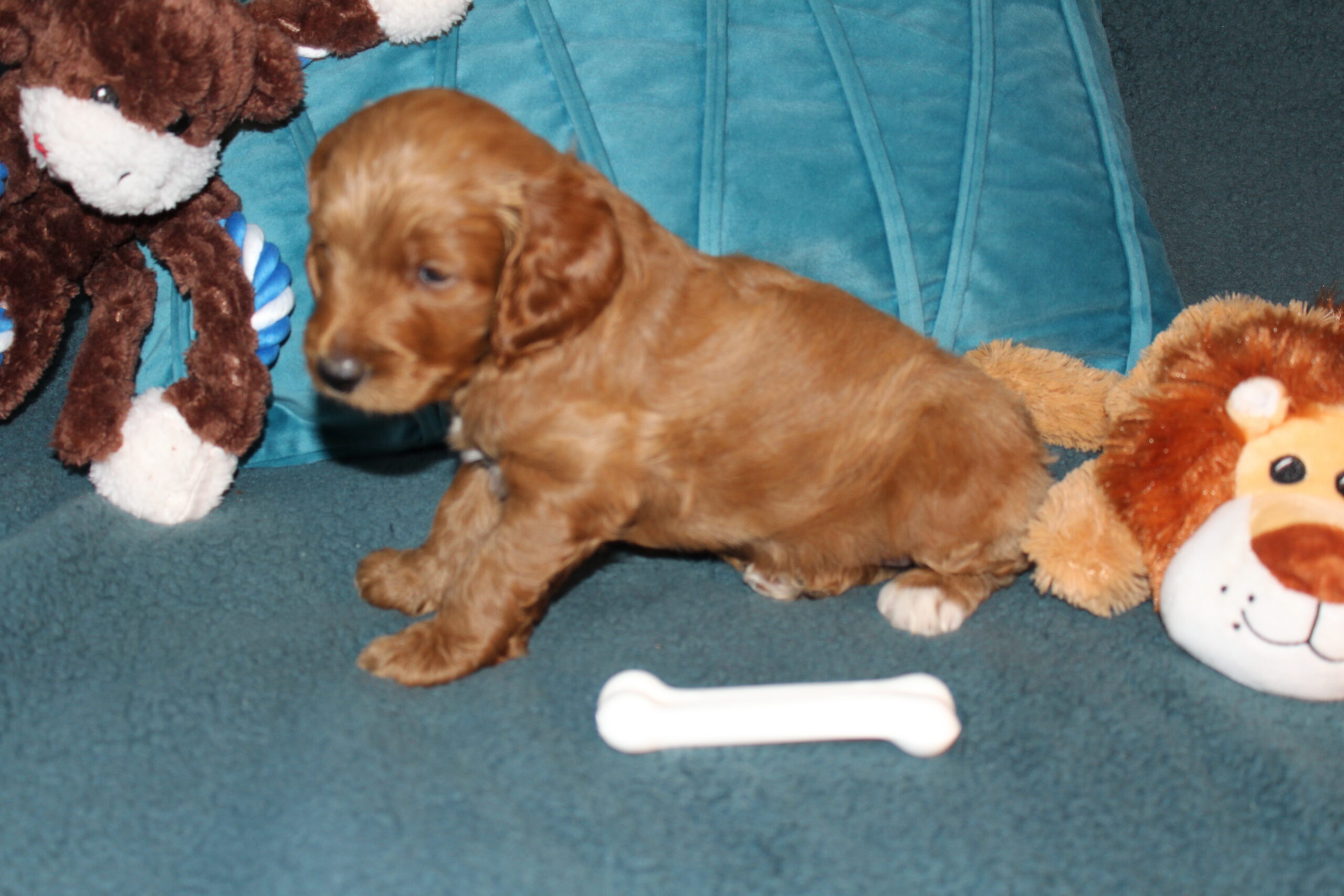 Rare Clumberdoodle Puppies!! 7 to choose from!!πClick on Me!! - Image 65