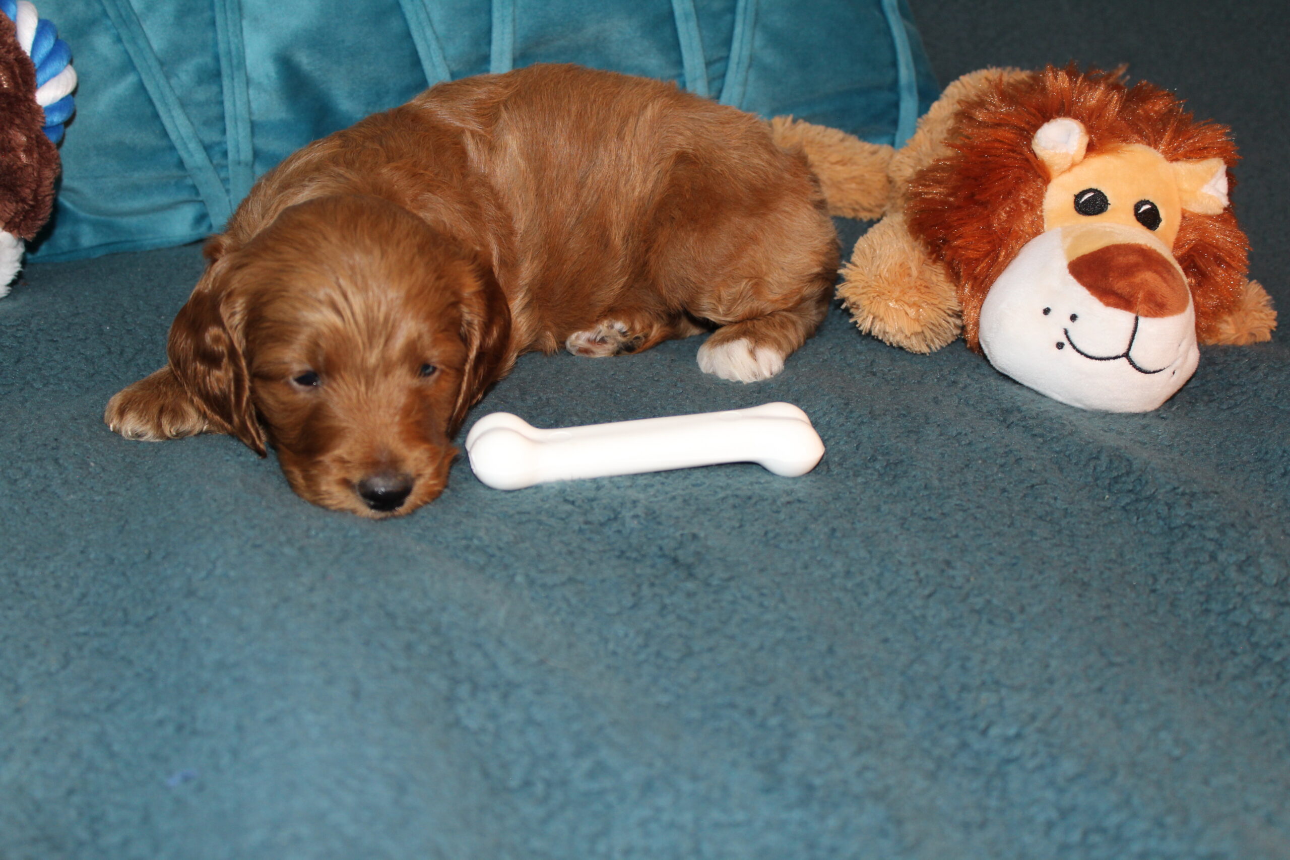 Rare Clumberdoodle Puppies!! 7 to choose from!!πClick on Me!! - Image 64
