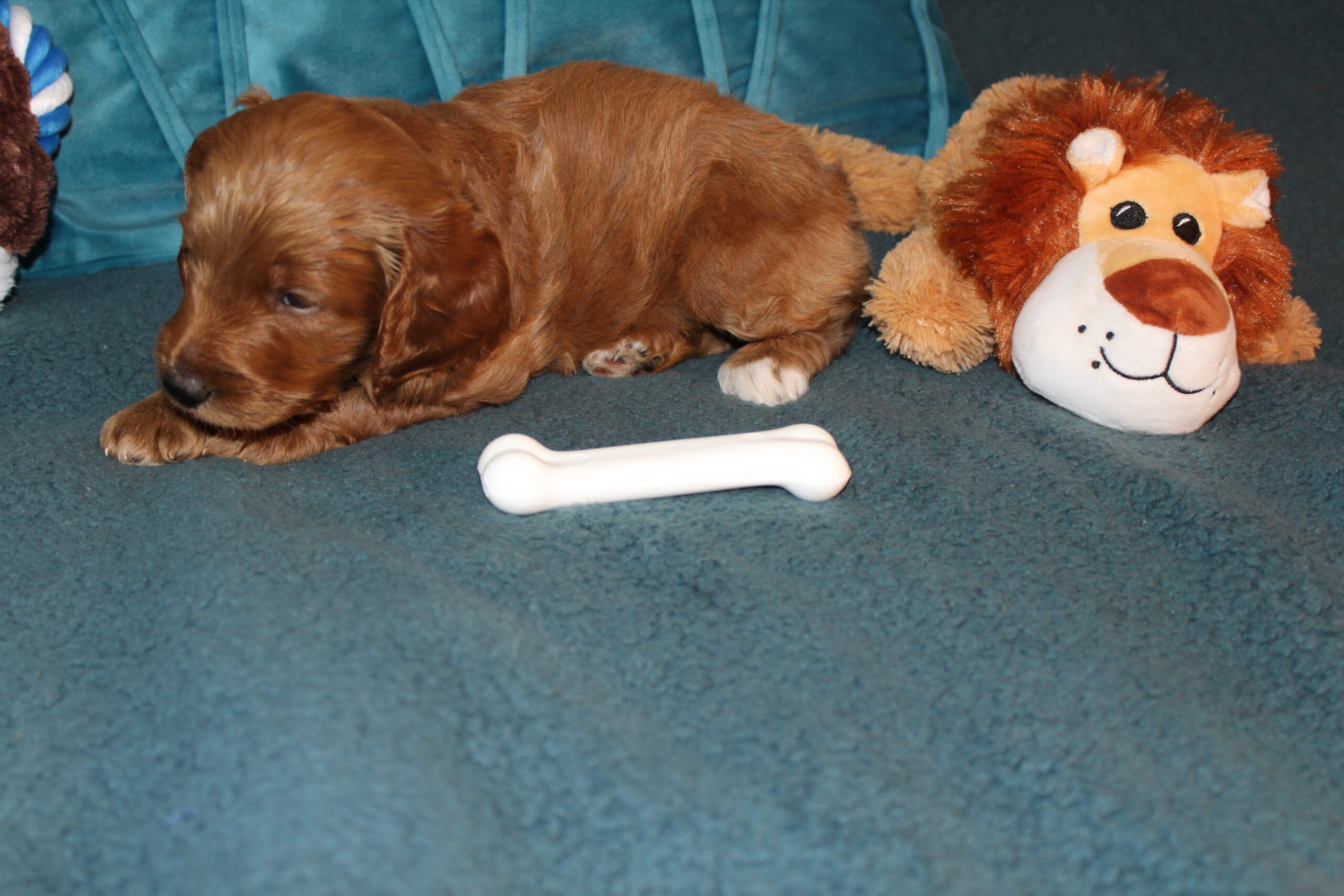 Rare Clumberdoodle Puppies!! 7 to choose from!!πClick on Me!! - Image 63