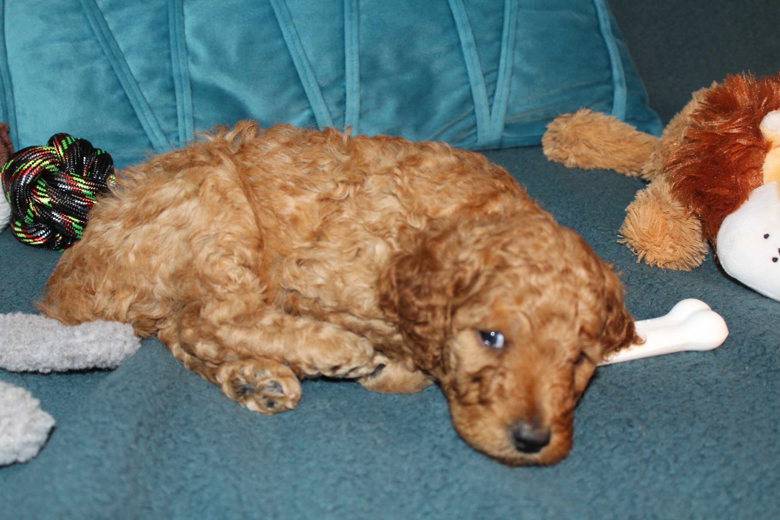 Rare Clumberdoodle Puppies!! 7 to choose from!!πClick on Me!! - Image 97