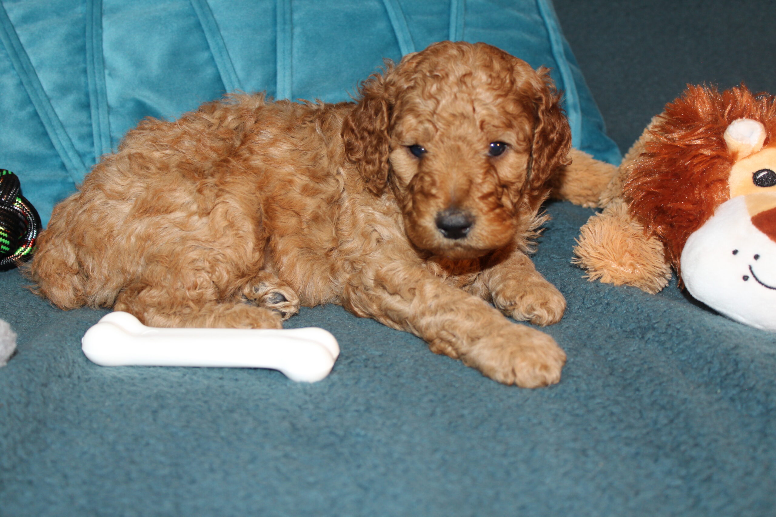 Rare Clumberdoodle Puppies!! 7 to choose from!!πClick on Me!! - Image 96