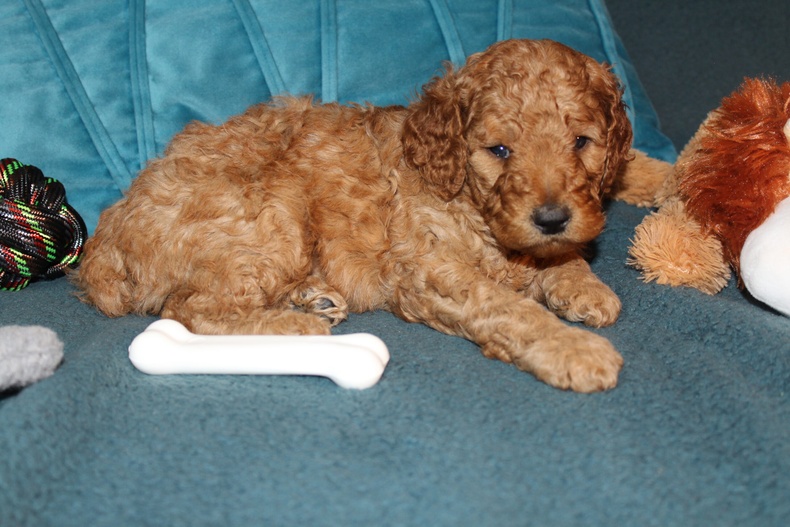Rare Clumberdoodle Puppies!! 7 to choose from!!πClick on Me!! - Image 95