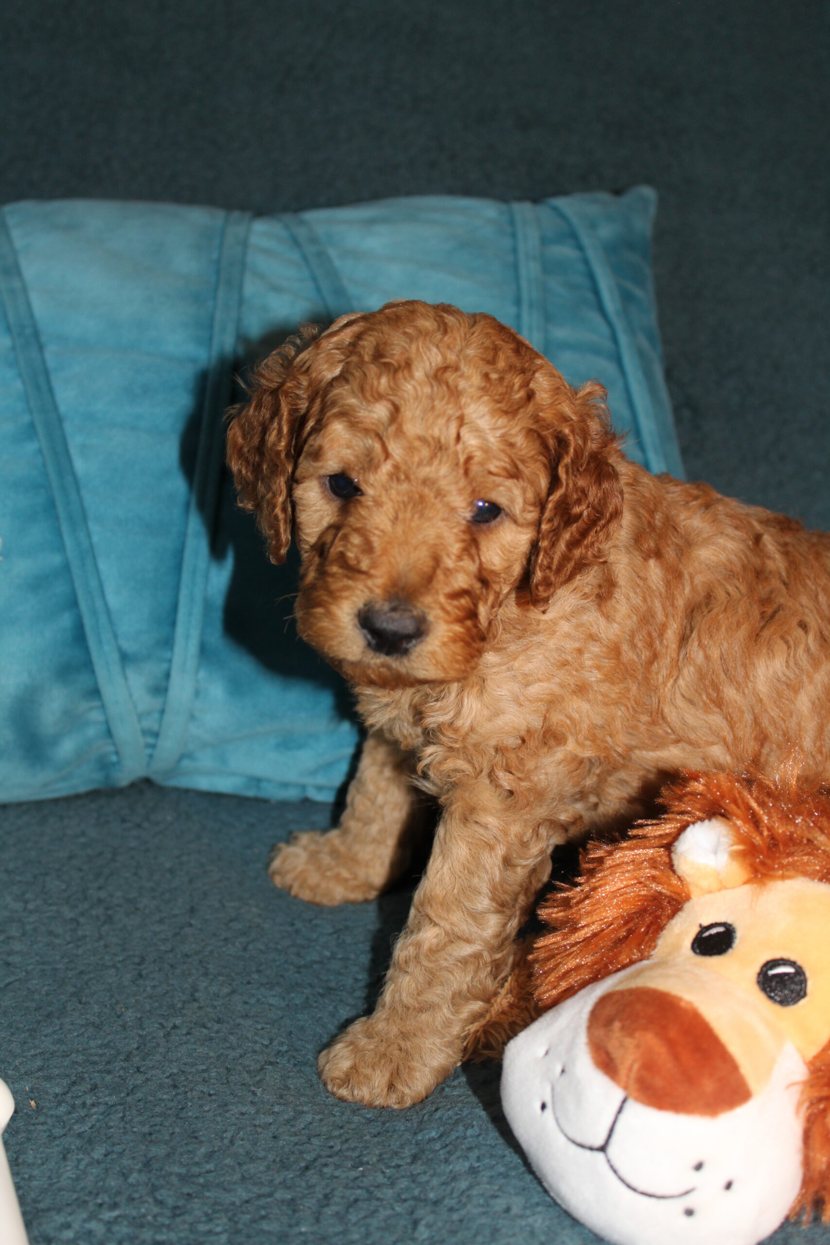Rare Clumberdoodle Puppies!! 7 to choose from!!πClick on Me!! - Image 94