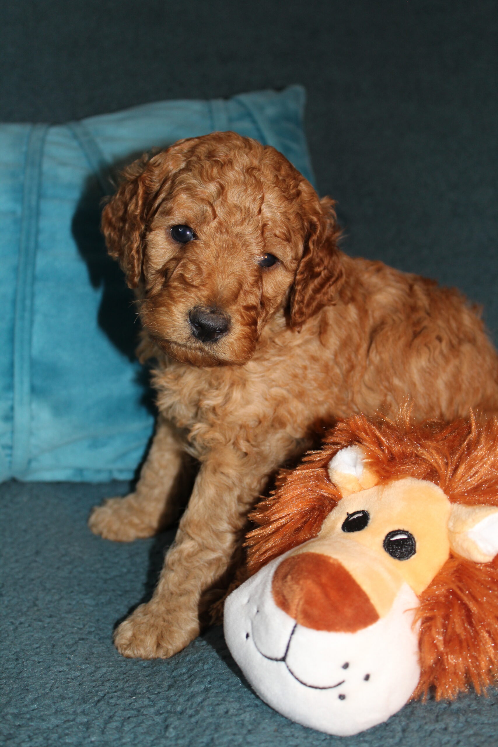 Rare Clumberdoodle Puppies!! 7 to choose from!!πClick on Me!! - Image 93