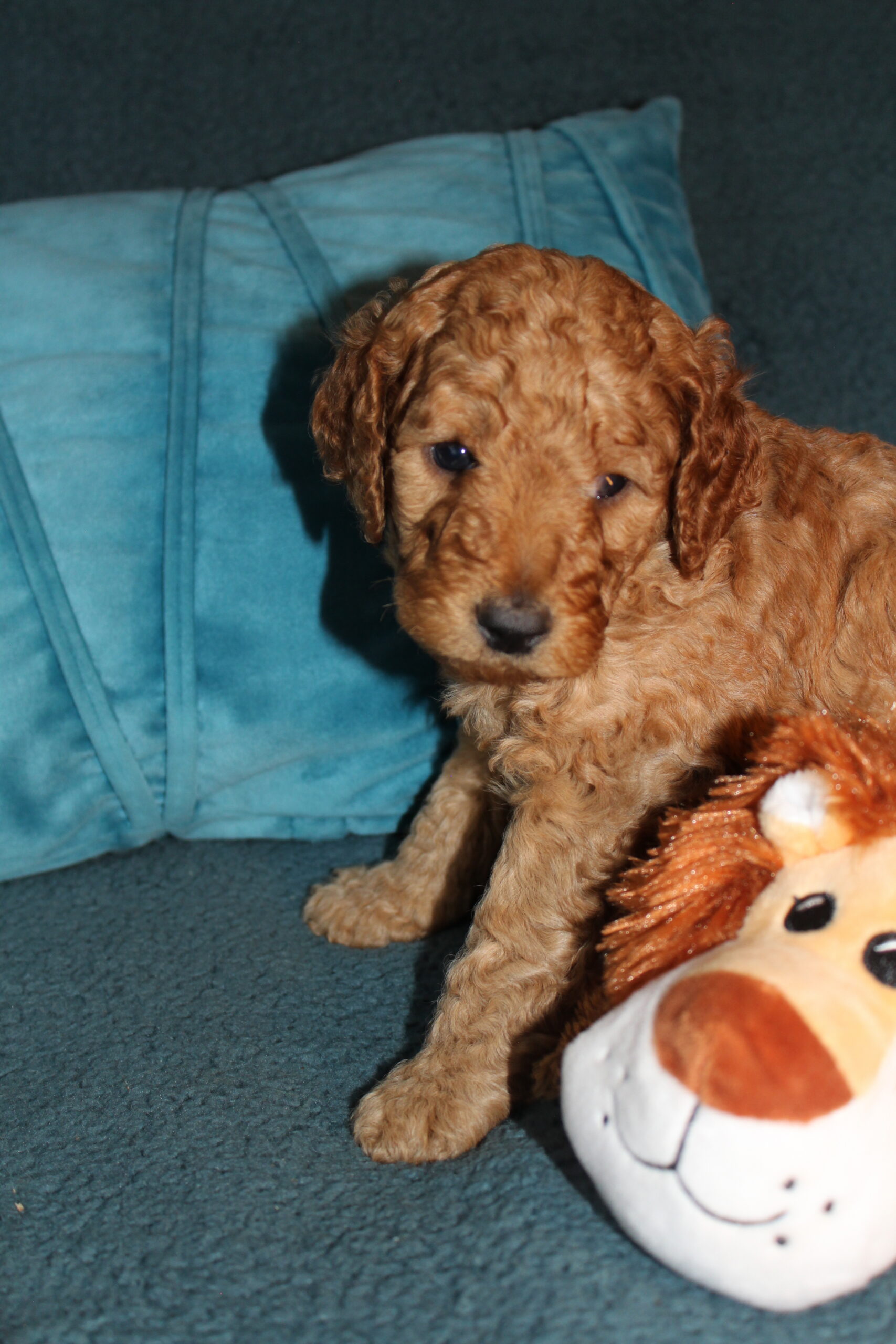 Rare Clumberdoodle Puppies!! 7 to choose from!!πClick on Me!! - Image 92