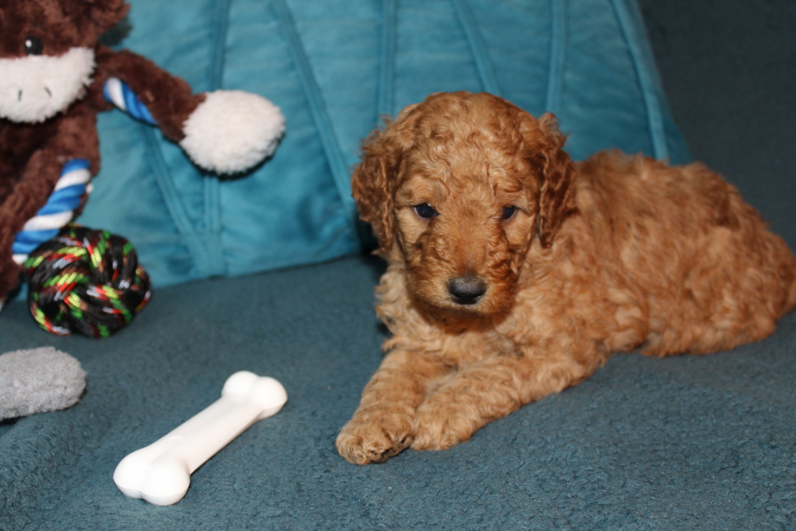 Rare Clumberdoodle Puppies!! 7 to choose from!!πClick on Me!! - Image 91