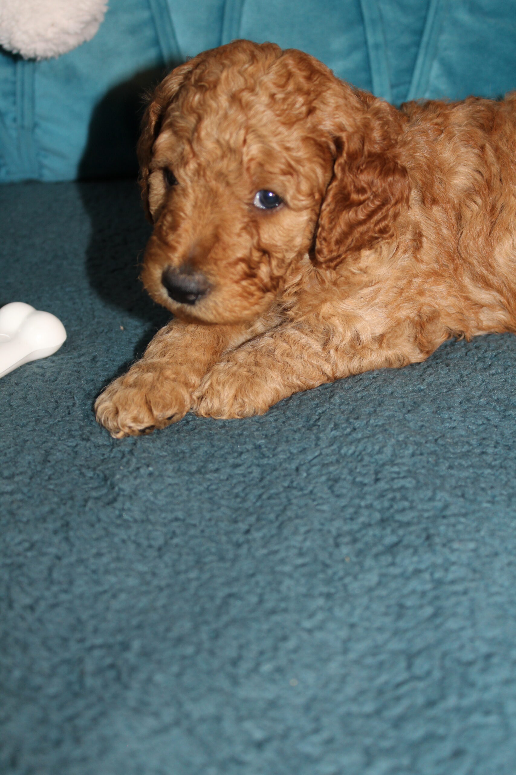 Rare Clumberdoodle Puppies!! 7 to choose from!!πClick on Me!! - Image 90