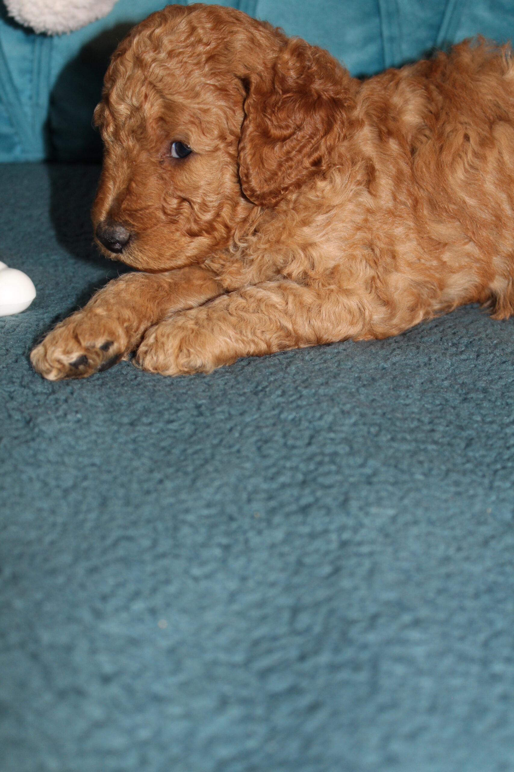Rare Clumberdoodle Puppies!! 7 to choose from!!πClick on Me!! - Image 89