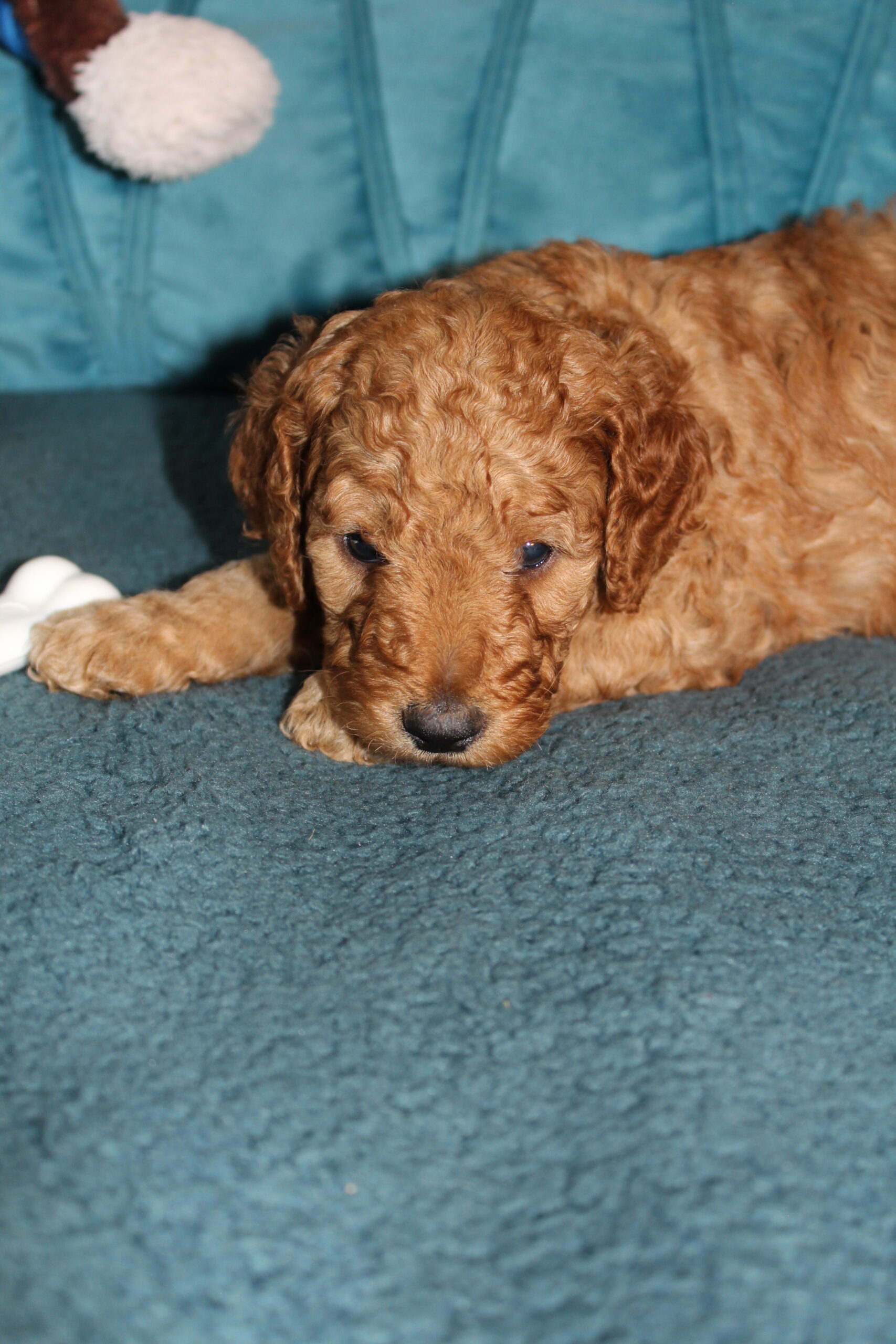 Rare Clumberdoodle Puppies!! 7 to choose from!!πClick on Me!! - Image 88