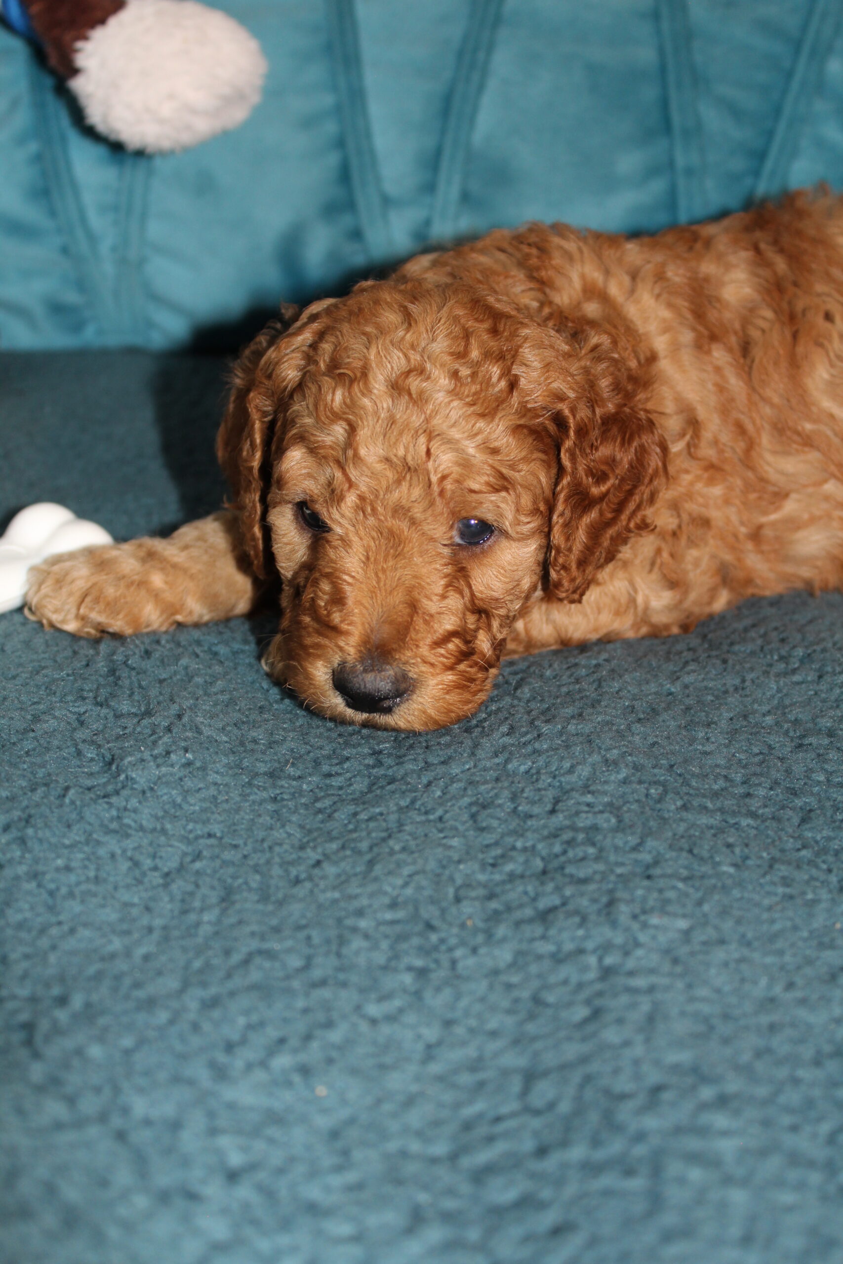 Rare Clumberdoodle Puppies!! 7 to choose from!!πClick on Me!! - Image 87