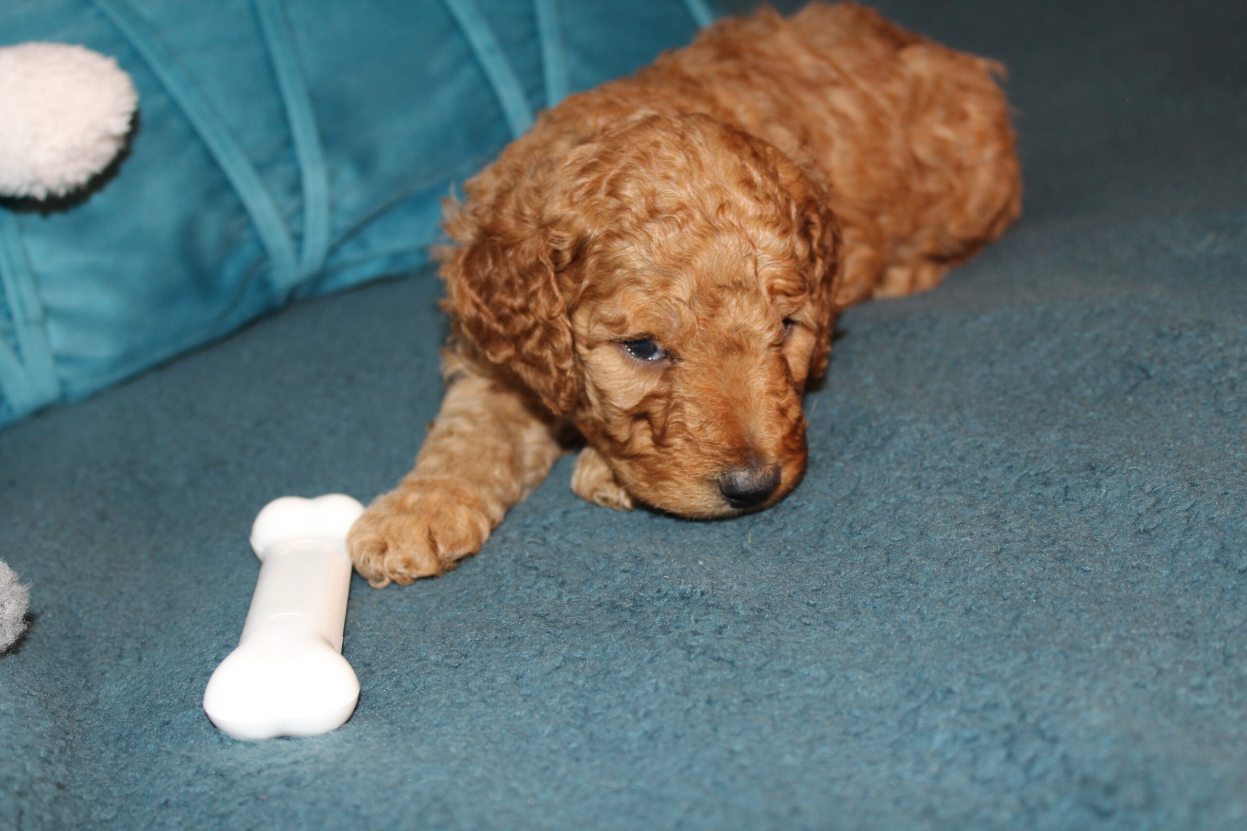 Rare Clumberdoodle Puppies!! 7 to choose from!!πClick on Me!! - Image 86