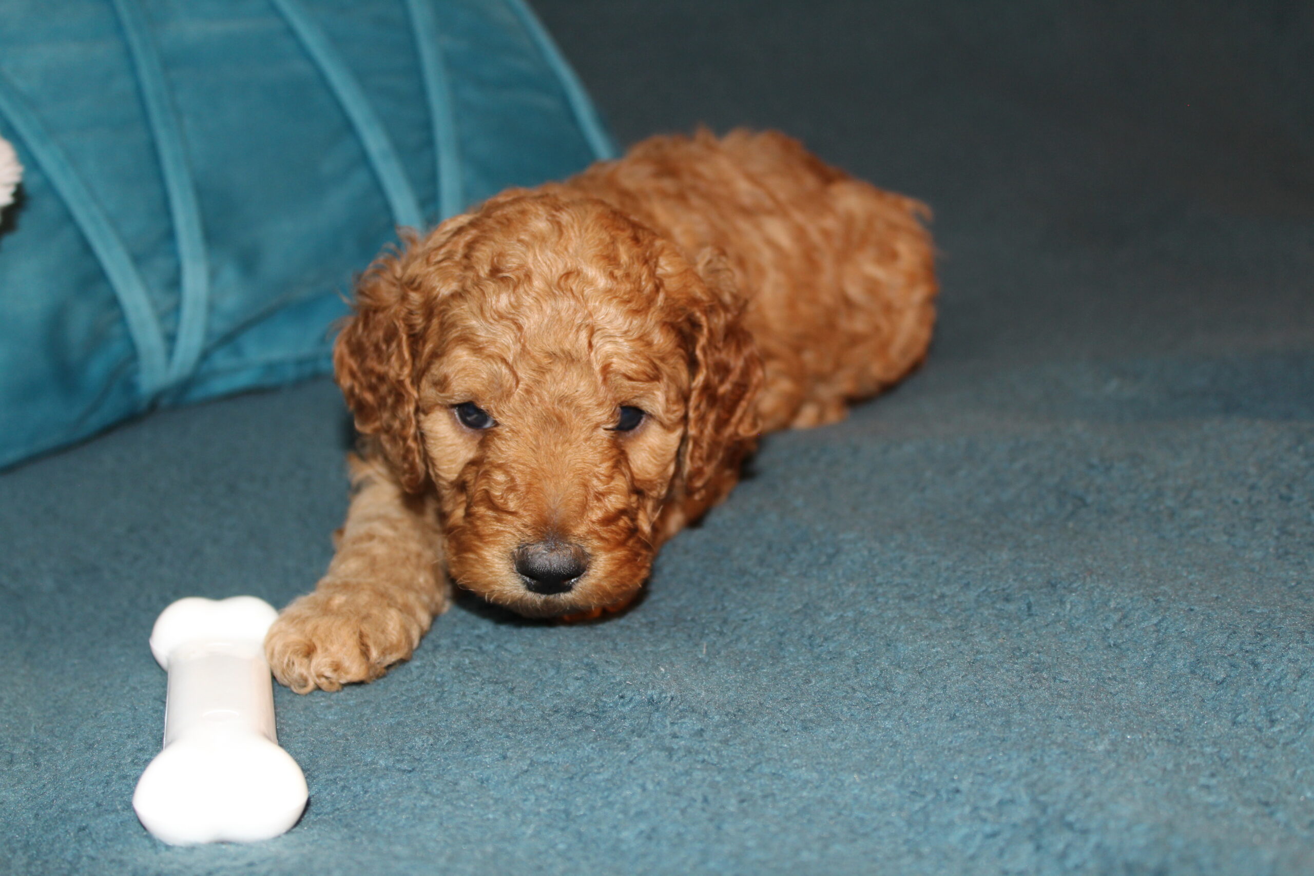 Rare Clumberdoodle Puppies!! 7 to choose from!!πClick on Me!! - Image 85