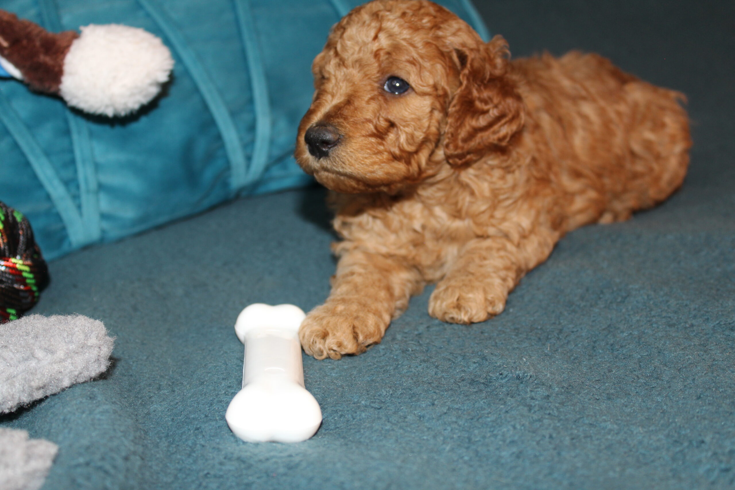 Rare Clumberdoodle Puppies!! 7 to choose from!!πClick on Me!! - Image 84