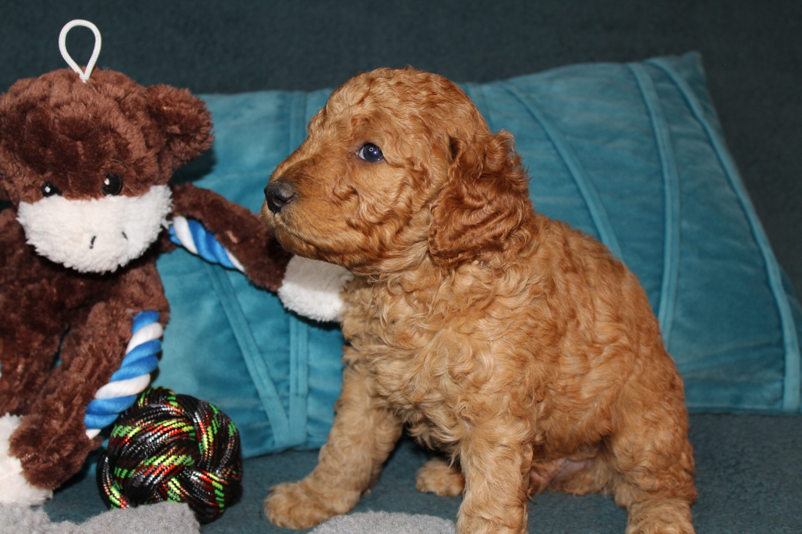 Rare Clumberdoodle Puppies!! 7 to choose from!!πClick on Me!! - Image 83