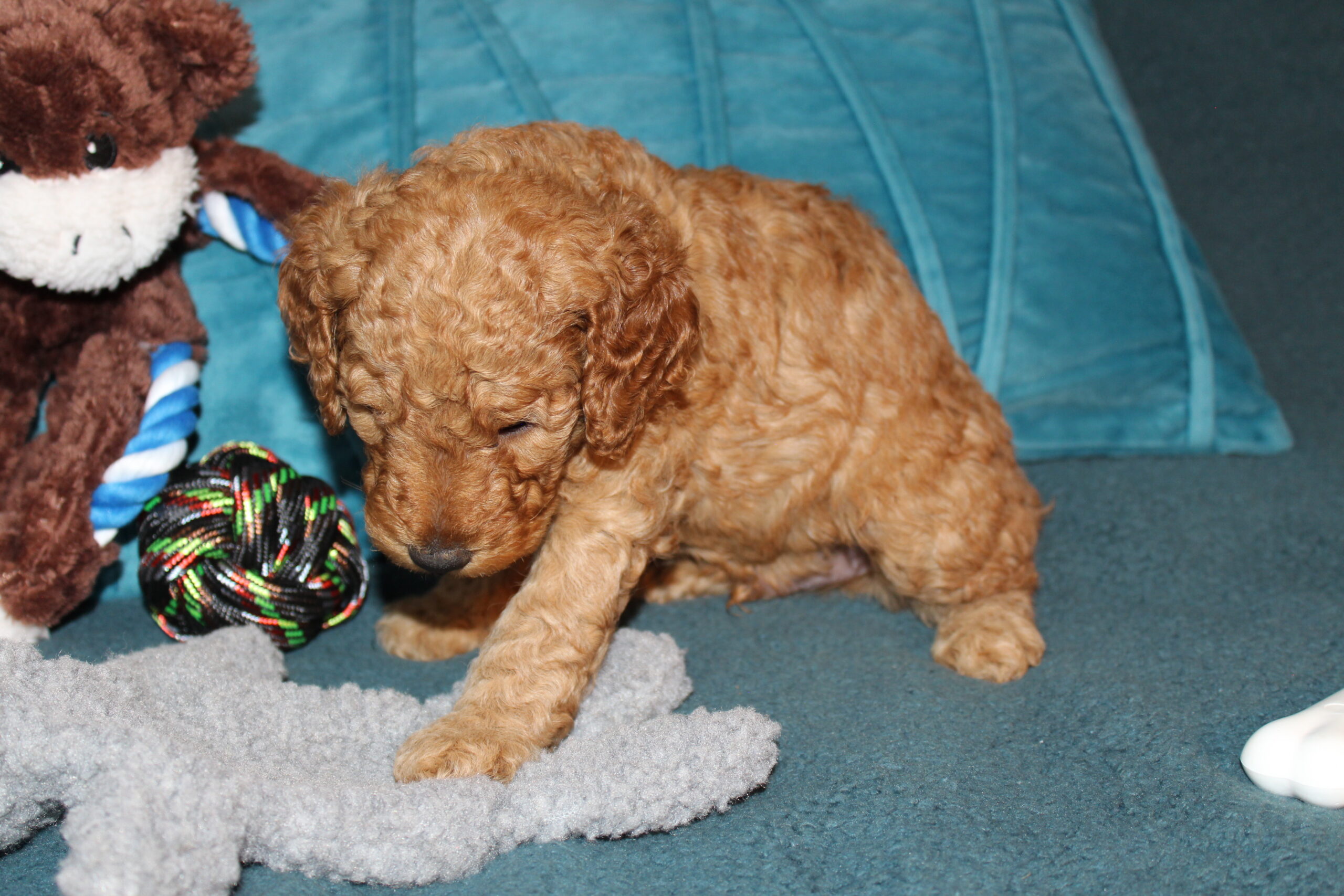 Rare Clumberdoodle Puppies!! 7 to choose from!!πClick on Me!! - Image 82