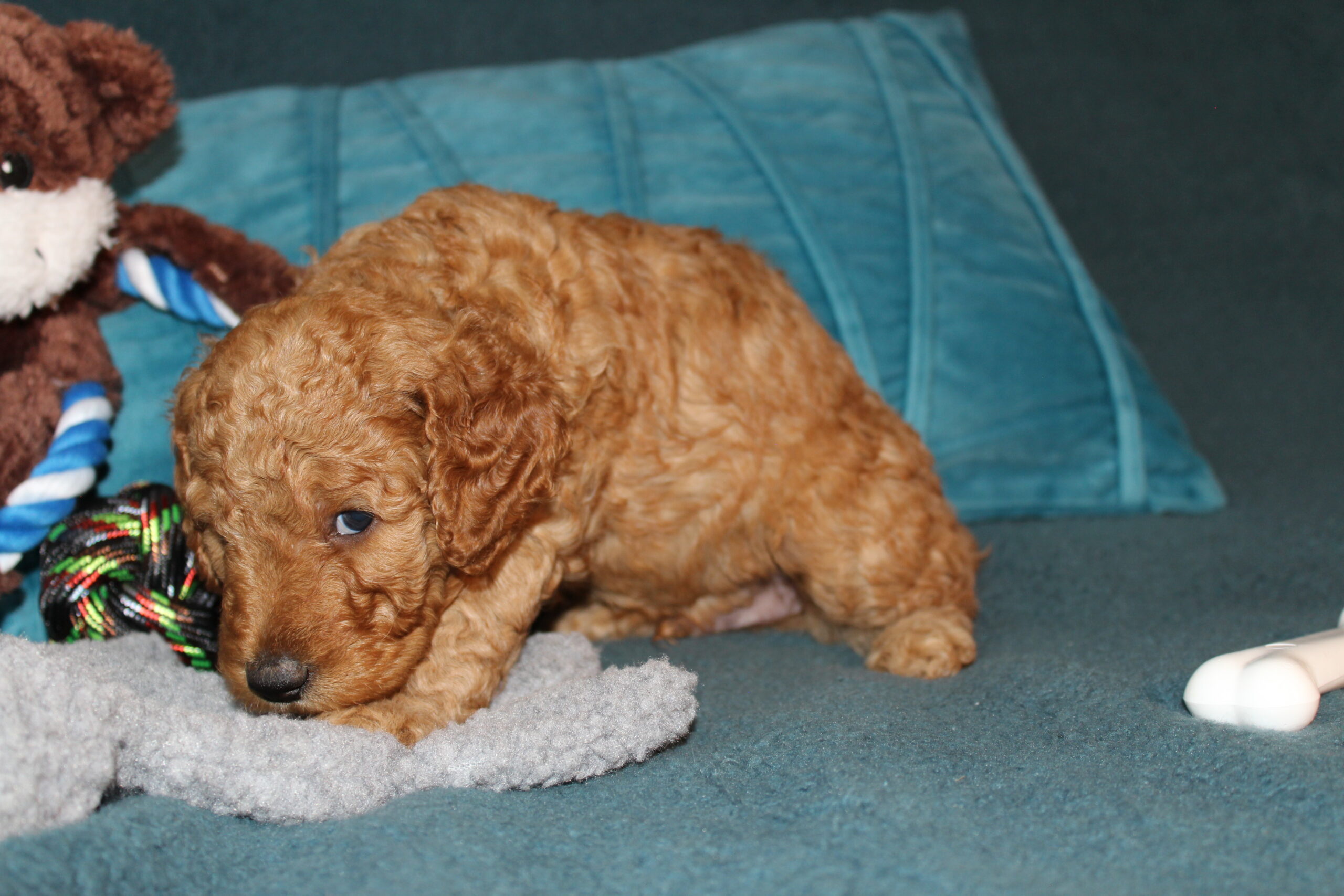 Rare Clumberdoodle Puppies!! 7 to choose from!!πClick on Me!! - Image 81