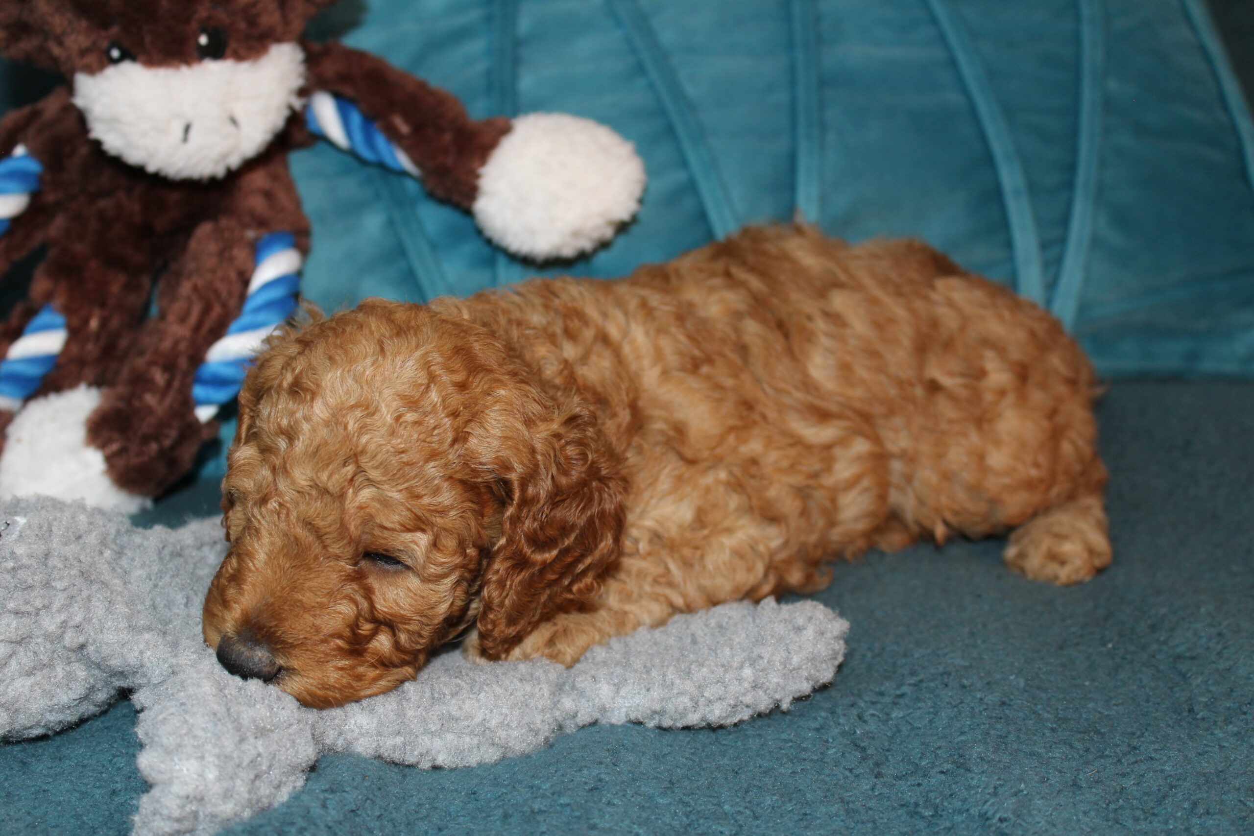 Rare Clumberdoodle Puppies!! 7 to choose from!!πClick on Me!! - Image 80