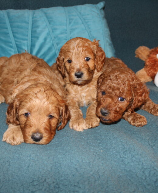 Rare Clumberdoodle Puppies!! 7 to choose from!!😉Click on Me!!