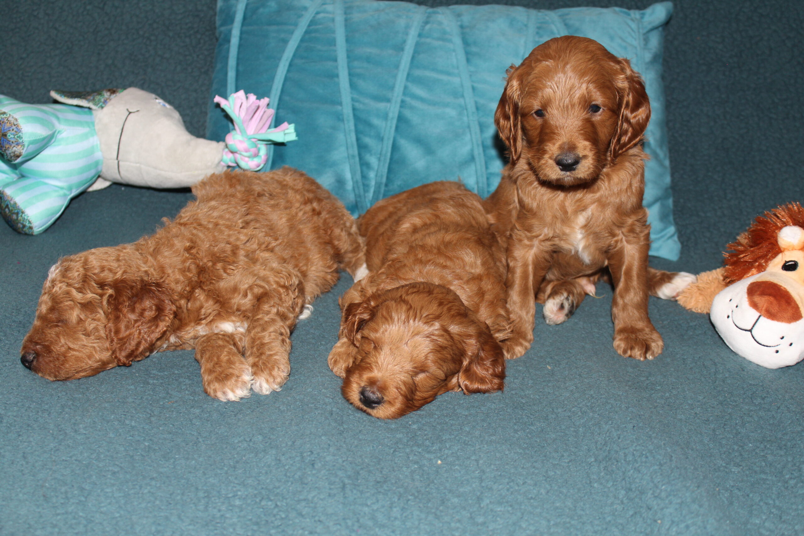 Rare Clumberdoodle Puppies!! 7 to choose from!!πClick on Me!! - Image 41