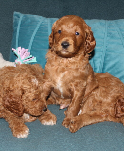 Rare Clumberdoodle Puppies!! 4 sold 5 to choose from!!😉Click on Me!!