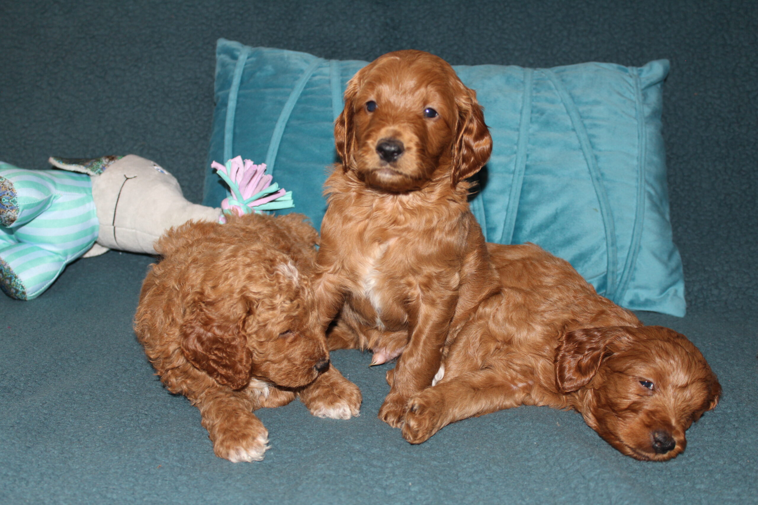 Rare Clumberdoodle Puppies!! 7 to choose from!!πClick on Me!! - Image 3
